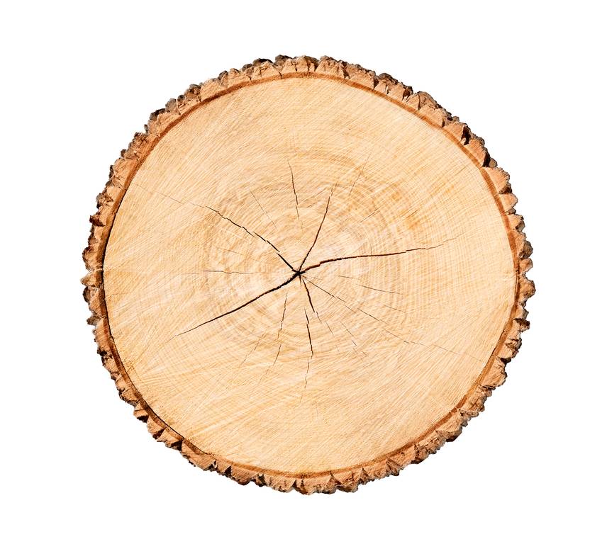 Wood texture with tree rings